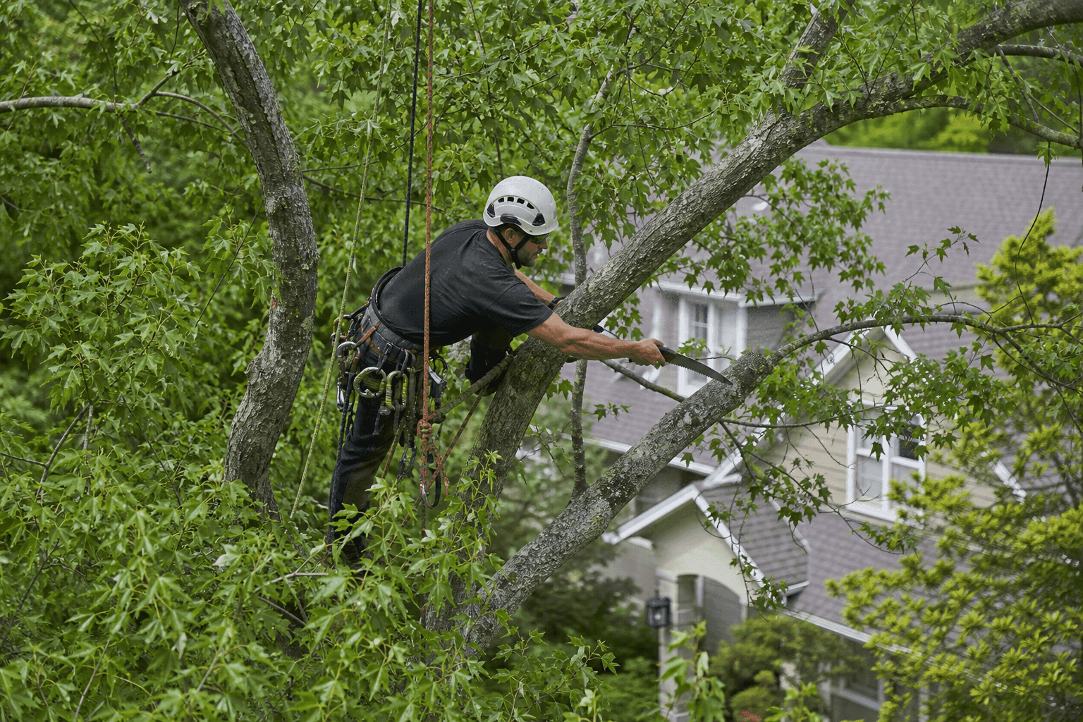Кронирование и обрезка крупных веток
